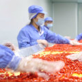 Native Ningxia Organique Goji Berry Fournisseur-2016 New Corp